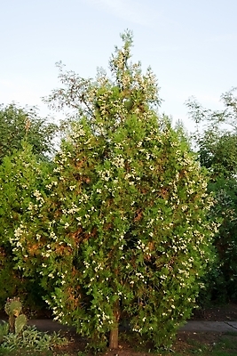 포토 JPG 해외이미지 나무 식물 공원 잎 자연 사람없음 야외 장식 초록색 여름 울타리 정원 봄 신선 소나무 숲 관목 원예 질감 상록수 해외202004 해외포토 계절 공공시설 컬러 취미 담장 생태계 파일형식 이미지허브