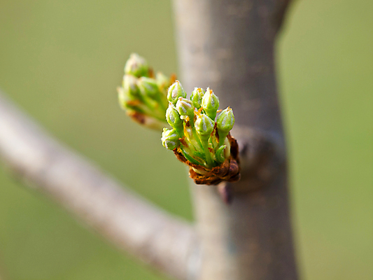 포토 JPG 해외이미지 꽃 자연 사람없음 봄 펼침 벚꽃 나뭇가지 개화 체리 닫기 사과 묘사 파열 내추럴 살구 처음 디테일 해외202004 해외포토 나무 식물 계절 과일 모션 생태계 파일형식 이미지허브