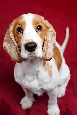 포토 JPG 해외이미지 동물 응시 새끼 백그라운드 포유류 털 앉기 사람없음 빨간색 반려동물 머리 희망 우정 환자 스패니얼 흰색 관찰 점 기다림 유머 개 달콤 강아지 손목시계 꼬리 노려봄 송곳니 구걸 기르기 복종 신앙심 유래 해외202004 해외포토 시선 감정 시계 컬러 장신구 의학 모션 표정 신체부위 친구 맛 치아 돌봄 파일형식 이미지허브