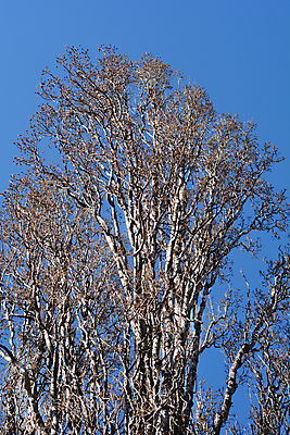 포토 JPG 해외이미지 나무 식물 겨울 자연 하늘 사람없음 야외 목재 파란색 나뭇가지 해외202004 해외포토 계절 컬러 재료 생태계 파일형식 이미지허브