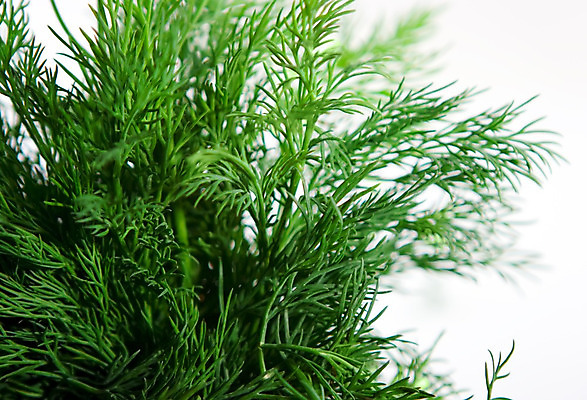 포토 JPG 해외이미지 음식 백그라운드 채소 재료 건강 요리 사람없음 초록색 식사 저녁식사 샐러드 흰색 먹기 허브 향신료 점심식사 딜 해외202004 해외포토 식물 컬러 모션 향미료 파일형식 이미지허브