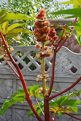 포토 JPG 해외이미지 꽃 백그라운드 잎 꽃무늬 밭 자연 하늘 아침 풍경 사람없음 야외 초록색 여름 햇빛 태양 맑음 일몰 봄 시골 신선 내추럴 수평선 해외202004 해외포토 주간 자연요소 식물 계절 컬러 무늬 농업 날씨 노을 생태계 파일형식 이미지허브