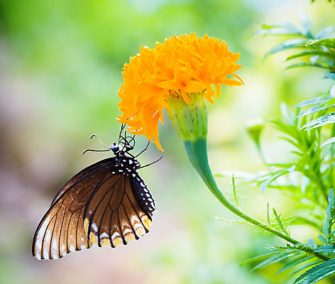 포토 JPG 해외이미지 동물 공원 꽃 야생동물 분홍색 나비 곤충 백그라운드 캐나다 날개 자연 거리 사람없음 파란색 컬러풀 노란색 정원 보라색 검은색 붓 닫기 벌레 토론토 동물상 블러 진실 해외202004 해외포토 식물 공공시설 컬러 북아메리카 모션 조형물 생태계 파일형식 이미지허브