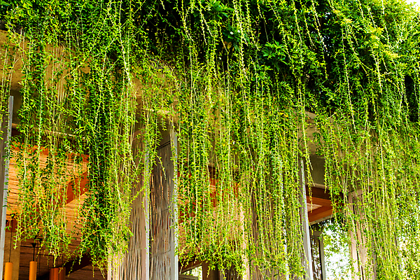 포토 JPG 해외이미지 나무 식물 디자인 포스터 벽 백그라운드 잎 패턴 건축양식 자연 벽지 프레임 매달리기 사람없음 야외 장식 초록색 3D 정원 봄 공백 바위 흰색 신선 거친 덩굴 편지 질감 데이지 시멘트 포도나무 아이비 내추럴 고립 옛날 콘크리트 해외202004 해외포토 계절 건축 꽃 컬러 무늬 모션 돌_바위 과일나무 디지털합성 생태계 파일형식 이미지허브