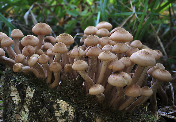 포토 JPG 해외이미지 나무 계절 자연 이끼 사람없음 여름 노란색 버섯 가을 숲 유기농 날것 곰팡이 그물버섯 해외202004 해외포토 식물 웰빙 컬러 생태계 파일형식 이미지허브