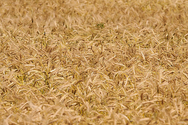 포토 JPG 해외이미지 식물 계절 음식 줄기 백그라운드 밭 농업 자연 추상 씨앗 사람없음 야외 가로 빛 농작물 갈색 노란색 환경 성장 그룹 황금 에코 질감 레이아웃 러시아 밀짚 내추럴 러시아인 숙성 호밀 해외202004 해외포토 서양인 유럽 산업 컬러 무늬 곡류 짚 생태계 파일형식 이미지허브