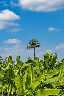 포토 JPG 해외이미지 계절 백그라운드 잎 농업 자연 하늘 손바닥 풍경 사람없음 야외 초록색 파란색 농장 환경 초콜릿 미국 시골 숲 열대우림 장면 에콰도르 남쪽 내추럴 밭일 카카오 해외202004 해외포토 식물 손 산업 컬러 북아메리카 디저트 남아메리카 방향 생태계 파일형식 이미지허브
