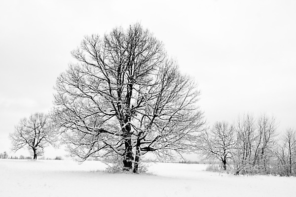 포토 JPG 해외이미지 나무 겨울 자연 날씨 풍경 사람없음 침묵 고요 추위 흰색 나뭇가지 서리 벌거벗은 눈내림 겨울풍경 해외202004 해외포토 식물 계절 컬러 눈_날씨 소리 생태계 파일형식 이미지허브