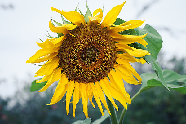 포토 JPG 해외이미지 식물 계절 꽃잎 꽃 백그라운드 꽃무늬 밭 농업 오렌지 자연 해바라기 씨앗 사람없음 야외 장식 초록색 여름 농작물 농장 노란색 환경 정원 맑음 봄 벚꽃 시골 원형 개화 에코 유기농 꽃가루 흐림 내추럴 꽃수술 밭일 생태학 해외202004 해외포토 도형 웰빙 교육 산업 컬러 무늬 과일 날씨 가루 생태계 파일형식 이미지허브