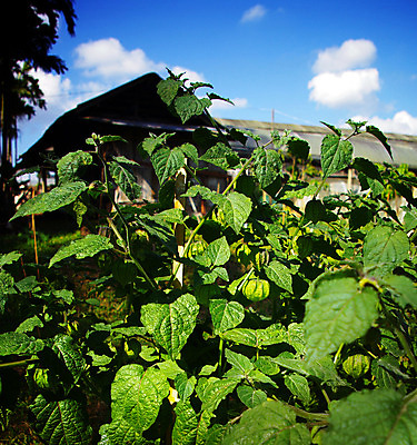 포토 JPG 해외이미지 나무 식물 열매 꽃 음식 잎 겨울 농업 토마토 오렌지 과일 태국 자연 하늘 건강 사람없음 야외 초록색 중국 활발 성장 껍질 시골 등불 신선 도시 체리 달콤 맛 망토 열대과일 상쾌 구스베리 이국적 해외202004 해외포토 계절 감정 산업 아시아 컬러 컨셉 채소 조명 생태계 파일형식 이미지허브