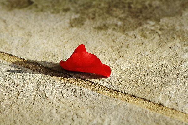 포토 JPG 해외이미지 1 꽃잎 꽃 결혼 그림자 사람없음 장미 잠김 죽음 싱글 종료 장례 카피스페이스 해외202004 해외포토 식물 이벤트 공백 파일형식 이미지허브