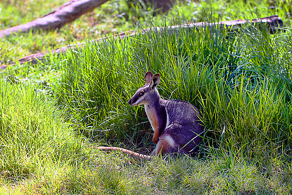 포토 JPG 해외이미지 동물 포유류 발 자연 동물원 종류 성인 사람없음 컬러풀 노란색 줄무늬 흰색 중앙 호주 꼬리 치수 캥거루 멸종 서식지 남쪽 해외202004 해외포토 컬러 무늬 사람 신체부위 오세아니아 방향 생태계 파일형식 이미지허브