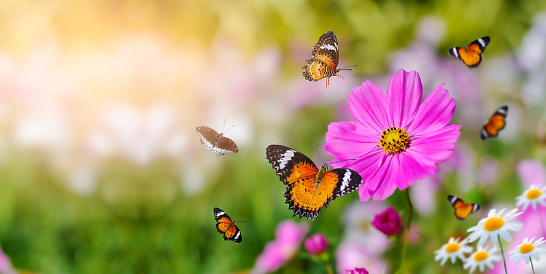 포토 JPG 해외이미지 식물 동물 디자인 계절 꽃잎 꽃 야생동물 나비 곤충 백그라운드 꽃무늬 밭 날개 자연 벽지 아침 사람없음 야외 초록색 여름 빛 컬러풀 햇빛 노란색 환경 정원 맑음 봄 성장 벚꽃 흰색 신선 내추럴 캐모마일 해외202004 해외포토 주간 컬러 무늬 농업 날씨 태양 허브 생태계 파일형식 이미지허브