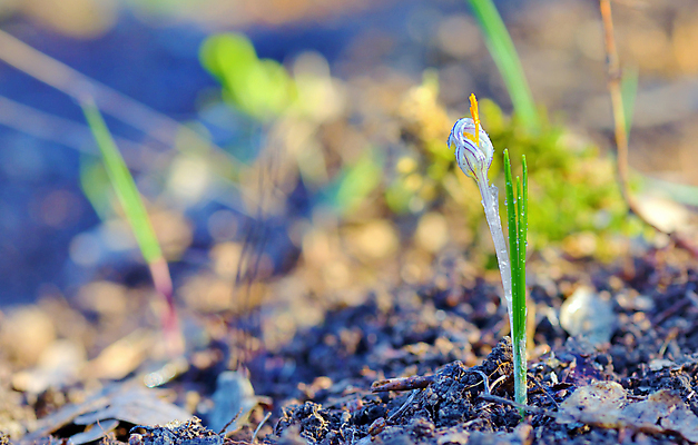 포토 JPG 해외이미지 식물 계절 꽃잎 꽃 꽃무늬 자연 새로움 사람없음 야외 노란색 정원 봄 성장 벚꽃 흰색 우아함 작음 내추럴 해외202004 해외포토 컬러 컨셉 무늬 크기 생태계 파일형식 이미지허브