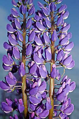 포토 JPG 해외이미지 식물 꽃 자연 사람없음 파란색 어둠 침대 해외202004 해외포토 컬러 가구 생태계 파일형식 이미지허브