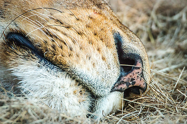 포토 JPG 해외이미지 동물 야생동물 여행 포유류 아프리카 자연 생물 털 동물원 사람없음 환경 고양이 힘 분노 황무지 위험 사자 큼 왕 모피 사파리 리더 육식동물 사냥꾼 멸종 사자자리 표범 내추럴 사바나 웅장함 해외202004 해외포토 직업 감정 나라 컨셉 반려동물 별자리 크기 생태계 파일형식 이미지허브