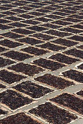 포토 JPG 해외이미지 과일 콩 건조 사람없음 갈색 난초 향신료 향료 향 마다가스카르 바닐라 버번 해외202004 해외포토 식물 컬러 곡류 향기 냄새 향미료 파일형식 이미지허브