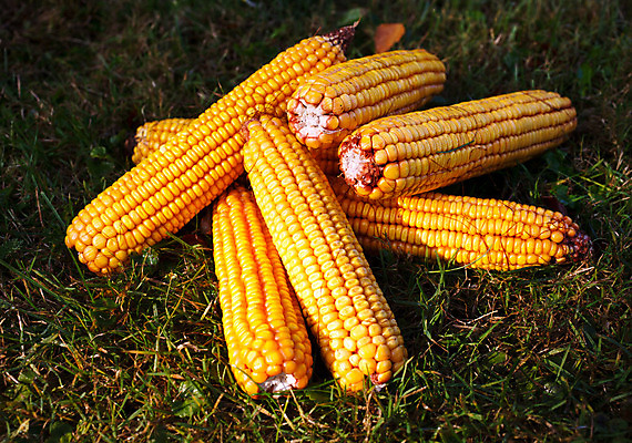 포토 JPG 해외이미지 음식 농업 채소 과일 자연 옥수수 사람없음 야외 초록색 여름 농작물 노란색 힘 침묵 껍질 가을 흰색 신선 그룹 중앙 역 작음 실크 다발 먹기 알맹이 화석 흙더미 세대 위기 해외202004 해외포토 계절 산업 컬러 교통시설 모션 곡류 소리 흙 직물 크기 생태계 파일형식 더미 이미지허브