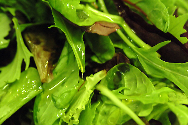 포토 JPG 해외이미지 백그라운드 잎 사람없음 초록색 샐러드 닫기 상추 올리브 해외202004 해외포토 식물 열매 음식 컬러 채소 모션 파일형식 이미지허브