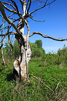포토 JPG 해외이미지 나무 실루엣 유럽 아시아 줄기 백그라운드 자연 하늘 불 추상 건조 사람없음 야외 목재 장식 세로 여름 파란색 봄 가을 나뭇가지 시골 죽음 숲 스케치 심볼 오브젝트 사인 윤곽 자작나무 천연기념물 옛날 허리케인 노화 소름 못생김 해외202004 해외포토 자연요소 식물 계절 감정 나라 컬러 컨셉 무늬 재료 촬영기법 미술 자연재해 생태계 파일형식 이미지허브