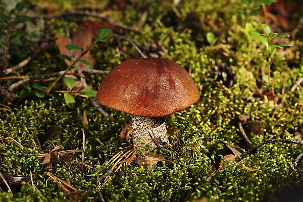 포토 JPG 해외이미지 식물 계절 음식 줄기 잎 오렌지 자연 이끼 사람없음 빨간색 초록색 여름 햇빛 버섯 가을 나뭇가지 시골 숲 9월 장면 곰팡이 그물버섯 숙성 캡모자 해외202004 해외포토 나무 모자_잡화 컬러 과일 태양 날짜 생태계 파일형식 이미지허브