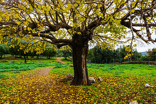 포토 JPG 해외이미지 나무 식물 계절 길 단풍 낙엽 잎 밭 오렌지 자연 풍경 사람없음 야외 초록색 컬러풀 갈색 노란색 평화 환경 침묵 활발 가을 나뭇가지 시골 신선 숲 오솔길 11월 땅 조경 장면 10월 내추럴 해외202004 해외포토 컬러 컨셉 농업 과일 소리 날짜 생태계 파일형식 이미지허브