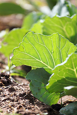 포토 JPG 해외이미지 음식 잎 농업 다이어트 채소 재료 건강 요리 사람없음 초록색 흙 수확 신선 양념 조미료 허브 향신료 유기농 원예 양배추 향기 아로마 향료 내추럴 채소밭 땅바닥 해외202004 해외포토 식물 웰빙 산업 컬러 밭 바닥 취미 냄새 향미료 파일형식 이미지허브