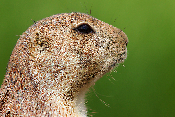 포토 JPG 해외이미지 한마리 응시 야생동물 포유류 사람없음 프레리도그 해외202004 해외포토 동물 1 시선 파일형식 이미지허브