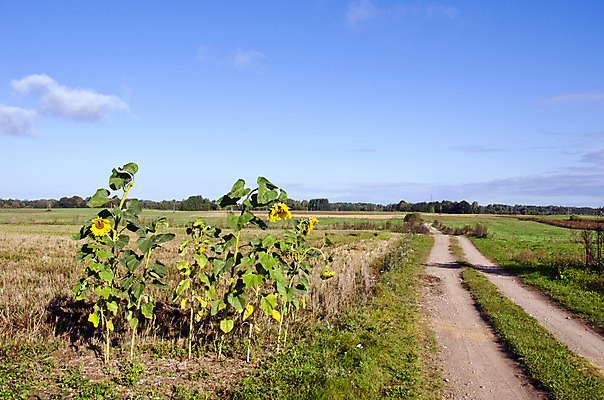 포토 JPG 해외이미지 식물 꽃 유럽 도로 여행 밭 농업 자연 하늘 사람없음 햇빛 농경지 가을 시골 땅 내추럴 방법 밭일 수평선 해외202004 해외포토 계절 나라 산업 길 교통시설 태양 농장 생태계 파일형식 이미지허브