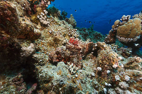 포토 JPG 해외이미지 식물 동물 모래 바다 백그라운드 자연 표면 어류 풍경 사람없음 물 파란색 컬러풀 햇빛 태양 바닷속 수중 광선 산호 아래 다이빙 장면 암초 깊이 소금물 이국적 침몰 파라다이스 해외202004 해외포토 자연요소 컬러 수영 수중동물 자포동물 방향 생태계 위치 수중스포츠 파일형식 이미지허브