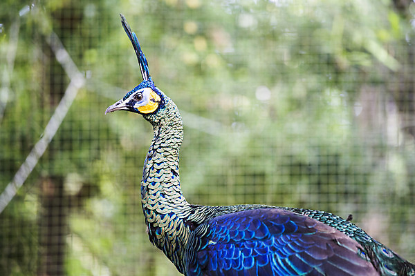 포토 JPG 해외이미지 동물 여자 남자 야생동물 백그라운드 패턴 자연 조류 왕관 기술 동물원 사람없음 가로 초록색 파란색 컬러풀 농장 머리 활발 우아함 공작 깃털 꼬리 부리 목 보여주기 꿩 수탉 기간 깃털펜 멀티 웅장함 터키석 해외202004 해외포토 컬러 컨셉 무늬 농업 모션 사람 신체부위 펜 닭 보석 수컷 생태계 파일형식 이미지허브