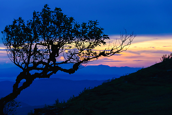 포토 JPG 해외이미지 나무 구름 실루엣 야생동물 백그라운드 오렌지 자연 하늘 산 풍경 사람없음 야외 파란색 햇빛 태양 일출 어둠 황혼 일몰 새벽 고독 저녁 싱글 장면 내추럴 해외202004 해외포토 자연요소 식물 동물 감정 컬러 과일 촬영기법 노을 야간 생태계 파일형식 이미지허브