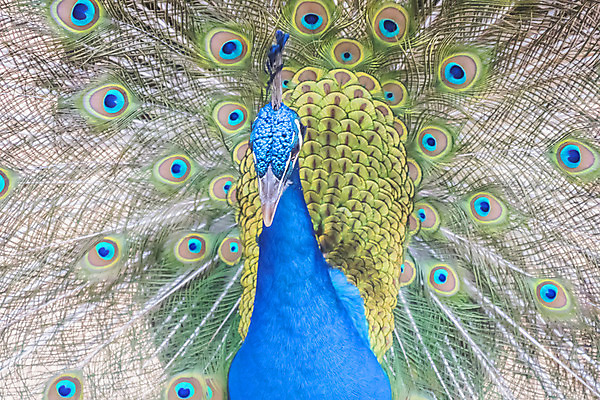 포토 JPG 해외이미지 동물 척추동물 남자 야생동물 포즈 자연 조류 생물 서기 사람없음 옆모습 장식 초록색 파란색 컬러풀 머리 정원 전시 활발 우아함 닫기 공작 인도인 깃털 꼬리 부리 짝짓기 내추럴 동물상 주목 해외202004 해외포토 외국인 뷰포인트 컬러 컨셉 모션 사람 동양인 신체부위 조형물 생태계 파일형식 이미지허브