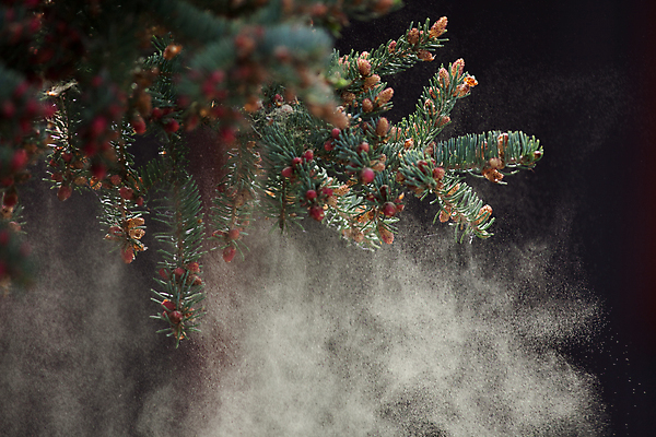포토 JPG 해외이미지 나무 자연 휴식 사람없음 초록색 갈색 노란색 평화 환경 검은색 고요 봄 성장 열 개화 숲 순수 꽃가루 내추럴 알레르기 가문비나무 해외202004 해외포토 식물 계절 꽃 컬러 컨셉 질병 가루 생태계 파일형식 이미지허브