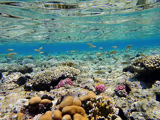 포토 JPG 해외이미지 야생동물 바다 자연 이집트 어류 사람없음 빨간색 물 파란색 컬러풀 정원 수중 산호 다이빙 무료 해외202004 해외포토 자연요소 동물 컬러 아프리카 수영 수중동물 자포동물 생태계 수중스포츠 파일형식 이미지허브