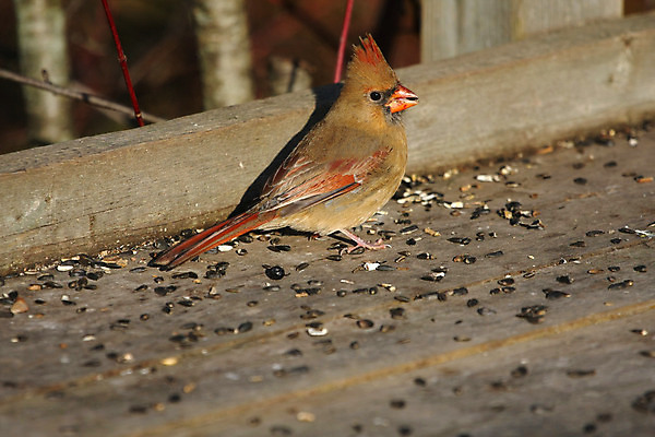 포토 JPG 해외이미지 나무 여자 남자 야생동물 날개 노래 자연 조류 씨앗 앉기 사람없음 야외 빨간색 검은색 추위 나뭇가지 깃털 부리 북쪽 뒤뜰 가문비나무 해외202004 해외포토 식물 동물 음악 컬러 모션 사람 방향 생태계 파일형식 이미지허브