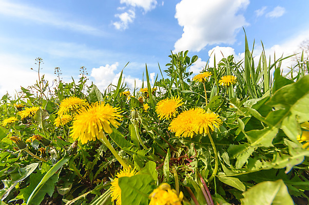 포토 JPG 해외이미지 식물 계절 꽃잎 꽃 행복 분홍색 백그라운드 잎 꽃무늬 밭 농업 자연 하늘 풍경 사람없음 야외 장식 빨간색 초록색 여름 파란색 컬러풀 노란색 환경 정원 보라색 봄 활발 성장 벚꽃 흰색 나뭇가지 신선 개화 다발 묘사 데이지 내추럴 해외202004 해외포토 나무 감정 산업 컬러 컨셉 무늬 생태계 파일형식 이미지허브
