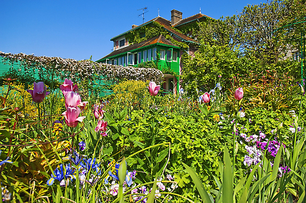 포토 JPG 해외이미지 식물 꽃 유럽 여행 꽃무늬 밭 농업 자연 사람없음 야외 초록색 파란색 컬러풀 정원 보라색 튤립 프랑스 시골 프로방스 해외202004 해외포토 나라 산업 컬러 무늬 생태계 파일형식 이미지허브