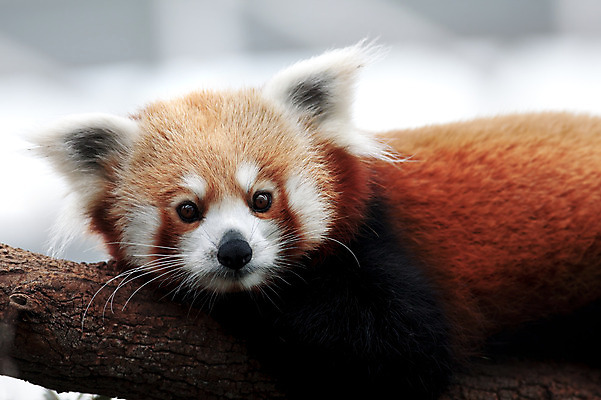 포토 JPG 해외이미지 나무 동물 척추동물 야생동물 곰 포유류 자연 휴식 생물 털 종류 사람없음 빨간색 빛 갈색 고양이 중국 흰색 나뭇가지 숲 작음 판다 모피 고립 히말라야 해외202004 해외포토 식물 아시아 컬러 컨셉 반려동물 크기 생태계 파일형식 산맥 이미지허브