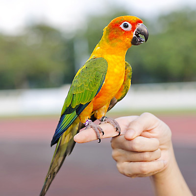 포토 JPG 해외이미지 나무 식물 동물 야생동물 조류 사람없음 컬러풀 나뭇가지 앵무새 해외202004 해외포토 컬러 파일형식 이미지허브