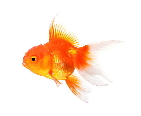포토 JPG 해외이미지 동물 바다 백그라운드 이동 오렌지 자연 어류 사람없음 반려동물 머리 수중 수영 흰색 투명 사발 황금 작음 어항 싱글 꼬리 금붕어 심플 탱크 수영선수 수족관 서식지 고립 동물상 혼자 해외202004 해외포토 컬러 컨셉 과일 운동선수 신체부위 조형물 수중동물 수상스포츠 사기그릇 크기 생태계 파일형식 이미지허브