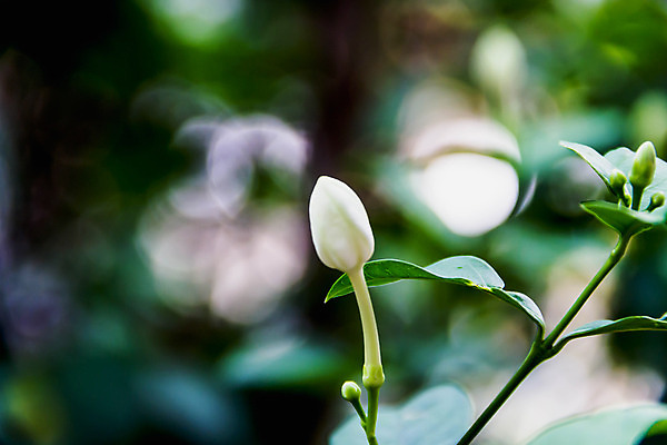 포토 JPG 해외이미지 나무 식물 꽃 백그라운드 잎 꽃무늬 자연 사람없음 야외 초록색 빛 태양 환경 정원 스파 봄 벚꽃 흰색 신선 라일락 내추럴 해외202004 해외포토 자연요소 계절 컬러 무늬 생태계 파일형식 이미지허브