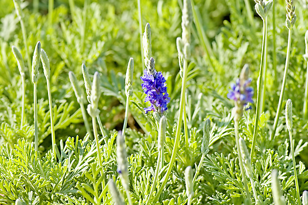 포토 JPG 해외이미지 식물 꽃 줄기 잎 꽃무늬 밭 자연 사람없음 초록색 파란색 농장 농경지 환경 정원 보라색 봄 벚꽃 신선 허브 제비꽃 향기 냄새 라벤더 내추럴 생태학 해외202004 해외포토 계절 교육 컬러 무늬 농업 생태계 파일형식 이미지허브