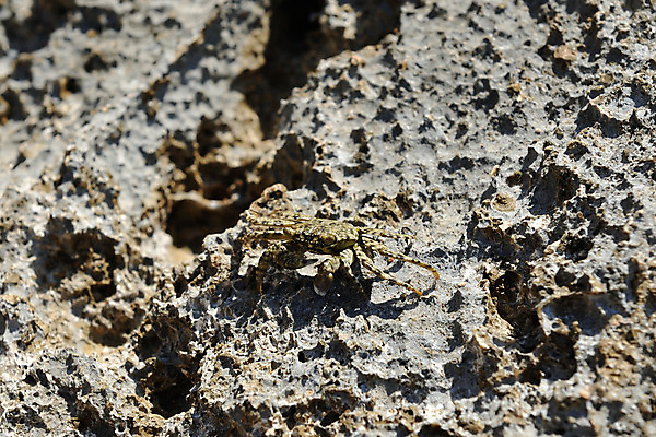 포토 JPG 해외이미지 동물 야생동물 음식 바다 섬 백그라운드 아프리카 자연 조개 갑각류 사람없음 빨간색 물 파란색 활발 게 껍질 흰색 해산물 남쪽 고립 집게발 해외202004 해외포토 자연요소 나라 컬러 컨셉 어패류 방향 생태계 파일형식 이미지허브