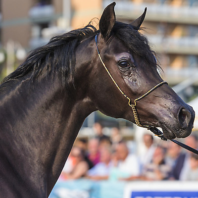 포토 JPG 해외이미지 동물 1 남자 감정 밭 포유류 모션 자연 사람없음 야외 가로 빨간색 초록색 빛 달리기 농장 갈색 머리 검은색 어둠 힘 일몰 회색 자유 흰색 만 승마 황금 속도 호기심 갈기 고립 무료 해외202004 해외포토 스포츠 컬러 컨셉 농업 사람 신체부위 노을 생태계 파일형식 이미지허브
