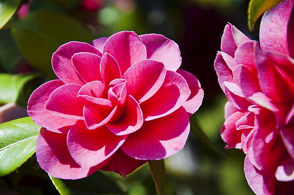 포토 JPG 해외이미지 나무 식물 공원 꽃잎 꽃 종교 선 분홍색 꽃다발 백그라운드 겨울 자연 선물 동양인 사람없음 야외 장식 빨간색 장미 평화 정원 일본 봄 신혼여행 성장 벚꽃 흰색 개화 닫기 관목 심볼 향수 원예 향기 냄새 상록수 남쪽 내추럴 해외202004 해외포토 계절 공공시설 아시아 컬러 결혼 컨셉 모션 인종 취미 화장품 방향 생태계 파일형식 이미지허브