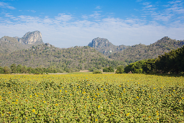 포토 JPG 해외이미지 식물 꽃 잎 밭 농업 자연 해바라기 사람없음 야외 노란색 내추럴 해외202004 해외포토 산업 컬러 생태계 파일형식 이미지허브