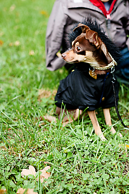 포토 JPG 해외이미지 식물 동물 1 자연 사람 사람없음 가로 반려동물 갈색 머리 검은색 코트 흰색 개 작음 테리어 호기심 육식동물 주인 해외202004 해외포토 감정 컬러 컨셉 포유류 신체부위 외투 크기 생태계 파일형식 이미지허브