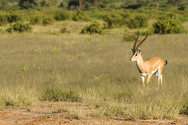 포토 JPG 해외이미지 동물 공원 여자 남자 야생동물 포유류 아프리카 자연 초식동물 사람없음 야외 머리 황무지 사파리 영양 케냐 남쪽 내추럴 가젤 고립 동물상 와이오밍 해외202004 해외포토 공공시설 나라 사람 신체부위 조형물 방향 생태계 파일형식 이미지허브