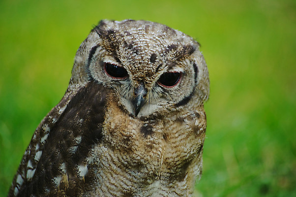 포토 JPG 해외이미지 동물 야생동물 조류 동물원 사람없음 초록색 머리 깃털 부리 부엉이 해외202004 해외포토 컬러 신체부위 파일형식 이미지허브